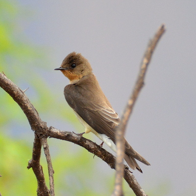 Cinnamon Flycatcher